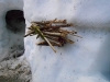 sitemario-free_-fr-neige2013-014
